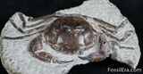 Fossil Crab From Washington - Great Legs #7320-2